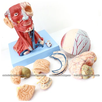 12309 / Žmogaus Galvos, Raumenų Anatomijos Modelis , Medicinos Mokslo, Švietimo, Mokymo Anatomijos Modeliai