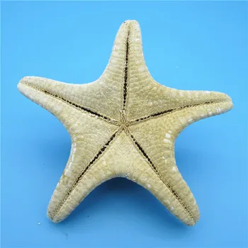 6 vnt Gamtos Penkių Kampas Balta Žvaigždė 8cm -9cm Jūros Žvaigždė 