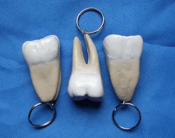 Dantų Raktų pakabukai priedai danties modelis nemokamas pristatymas
