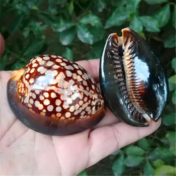 Gamtos retas myli shell vėžlio kiauto sraigė pavyzdys sraigė rankena gabalas žuvų bakas kraštovaizdžio Viduržemio namų kolekcija