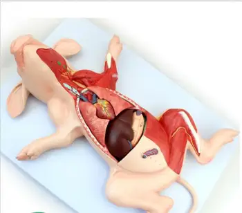 Kiaulių Anatomijos Modelis Embriono Organai, Vidaus Organų, Raumenų Ir Nervų Veterinarijos Studijų Gyvūnų