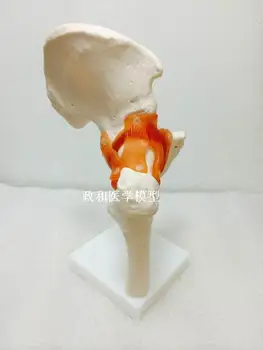 Klubo sąnario skeleto modelis Šlaunies sąnario raištis su mokymo modelį