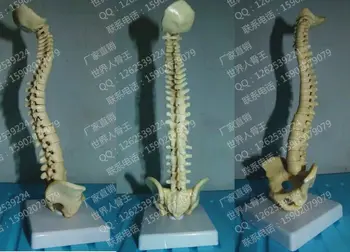 Mažas modelis kūno ir stuburo manekenas žmogaus skeleto modelis 23 cm