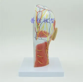 Nemokamas pristatymas ir Žmogaus kaukolė su raumenų ir nervų, kraujagyslių, galvos skyriuje smegenų, žmogaus anatomijos modelis. Mokyklos medicinos mokymo.