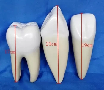 Normalus danties Anatomijos Modelis Dantų Medicinos studijų, 3pcs nustatyti nemokamas pristatymas