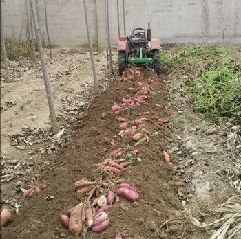 Saldus bulvių derliaus nuėmimo plūgas sustorėjimas, plūgas srityje, vairalazdės pasukimo pusėje beržas plūgas saldžiųjų bulvių auginimo priemonė, žemės ūkio mašinos