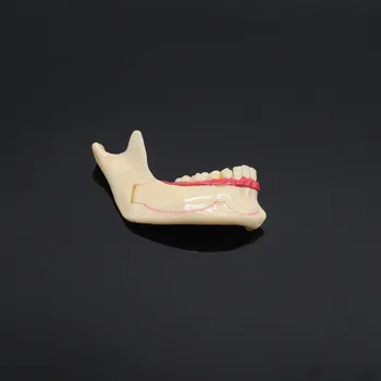 Stomatologas Lab keičia apatinio žandikaulio Modelio Dantų Komunikacijos Modelis Dantų Mokymo Mokymo Modelis