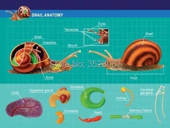 Anatomijos Medicinos 4D Vizija Sraigė Anatomijos Modelis 8 colių Ilgio Modelis su 32 nuimamos dalys stendas (Amžius 8+)