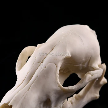 Anatomijos Medicinos trauminis pistoletas anatomija traumatizmas Profesinės Dervos lapės Kaukolės Skeletas Modelis Statulėlės fox Ornamentu Educat