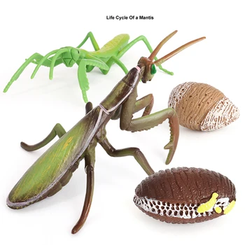 Plastikiniai Simuliacija Gyvūnai Modelis Velnio Arklys Gyvavimo Ciklo Augimo Ciklo Veiksmų Skaičiai Miniatiūriniai Mokymosi Žaislas