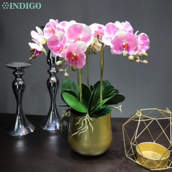 Rožinė Orchidėjų 