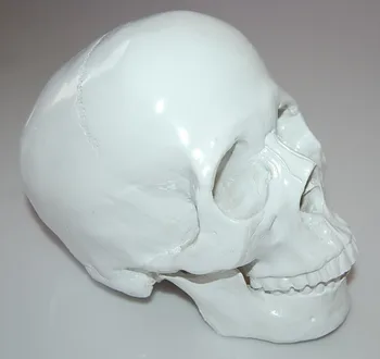 Sveikatos mokymo dervos kaukolė baras ekranas kaukolės modelis, namų puošybai Helovinas dovanos