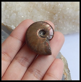Naujas Dizainas Ammonite Brangakmenių Mados Cabochon 30x24x9mm 9.4 g