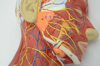 Nemokamas pristatymas ir Žmogaus kaukolė su raumenų ir nervų, kraujagyslių, galvos skyriuje smegenų, žmogaus anatomijos modelis. Mokyklos medicinos mokymo.