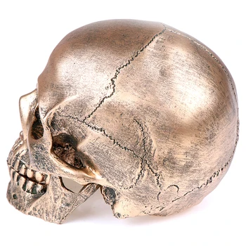 Bronzos Dervos Kaukolės Modelis Tapybos Modelis Medicinos mokymo priemonė Helovinas Namų Puošybai
