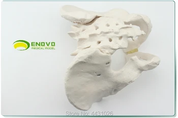 ENOVO 1. Vyrų dubens modelio egzempliorius ilia sėdimojo kaulų modelio žmogaus skeleto modelis