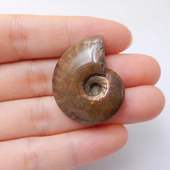 Naujas Dizainas Ammonite Brangakmenių Mados Cabochon 30x24x9mm 9.4 g