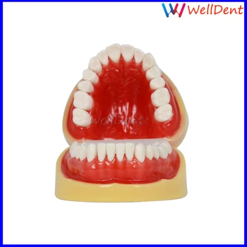 Dantų Mokymosi Dantų Modelį, Visų Dantų Nuimamas Standartas Dantis Dantų Modelio 28 Vnt Dantų Studentas