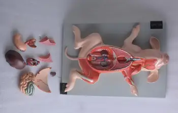 Kiaulių Anatomijos Modelis Embriono Organai, Vidaus Organų, Raumenų Ir Nervų Veterinarijos Studijų Gyvūnų