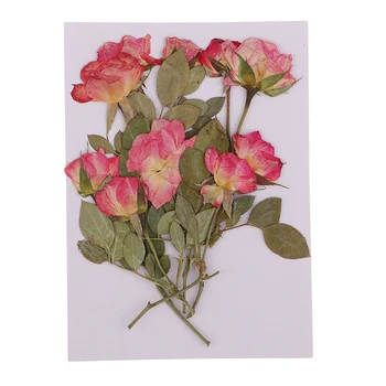 10 Nekilnojamojo Sausas Paspauskite Rožių Puokštės Natūralių Džiovintų Gėlių Paspaudus Gėlių Lapų