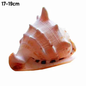 1pc 17-19cm Gamtos Pasisekė Sraigė Natūralus Didelių Myli Shell Akvariumas Kraštovaizdžio Apdailą, baldus, Ir Apdailos Dovanos