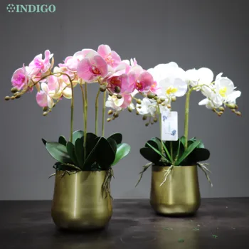 Rožinė Orchidėjų 
