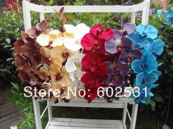 SPR vieną naftos tapyba drugelių orchidėja, gėlių, drugelių orchidėja (5/daug),6color galima NEMOKAMAS PRISTATYMAS