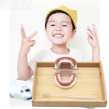 Vaikai Jutimo Žaislai, Vaikų Darželis Ankstyvojo Ugdymo Danties Modelis Anglų Kortelės Dantų Pažinimo Modelis Dantų Valymas Mokymo
